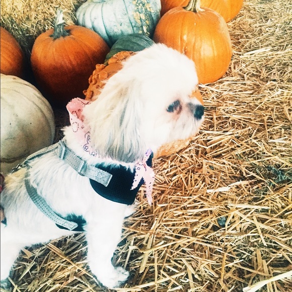 Meet illy, your Poshmark Ambassador! - Picture 2 of 6